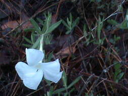 Imagem de Mandevilla hypoleuca (Benth.) Pichon