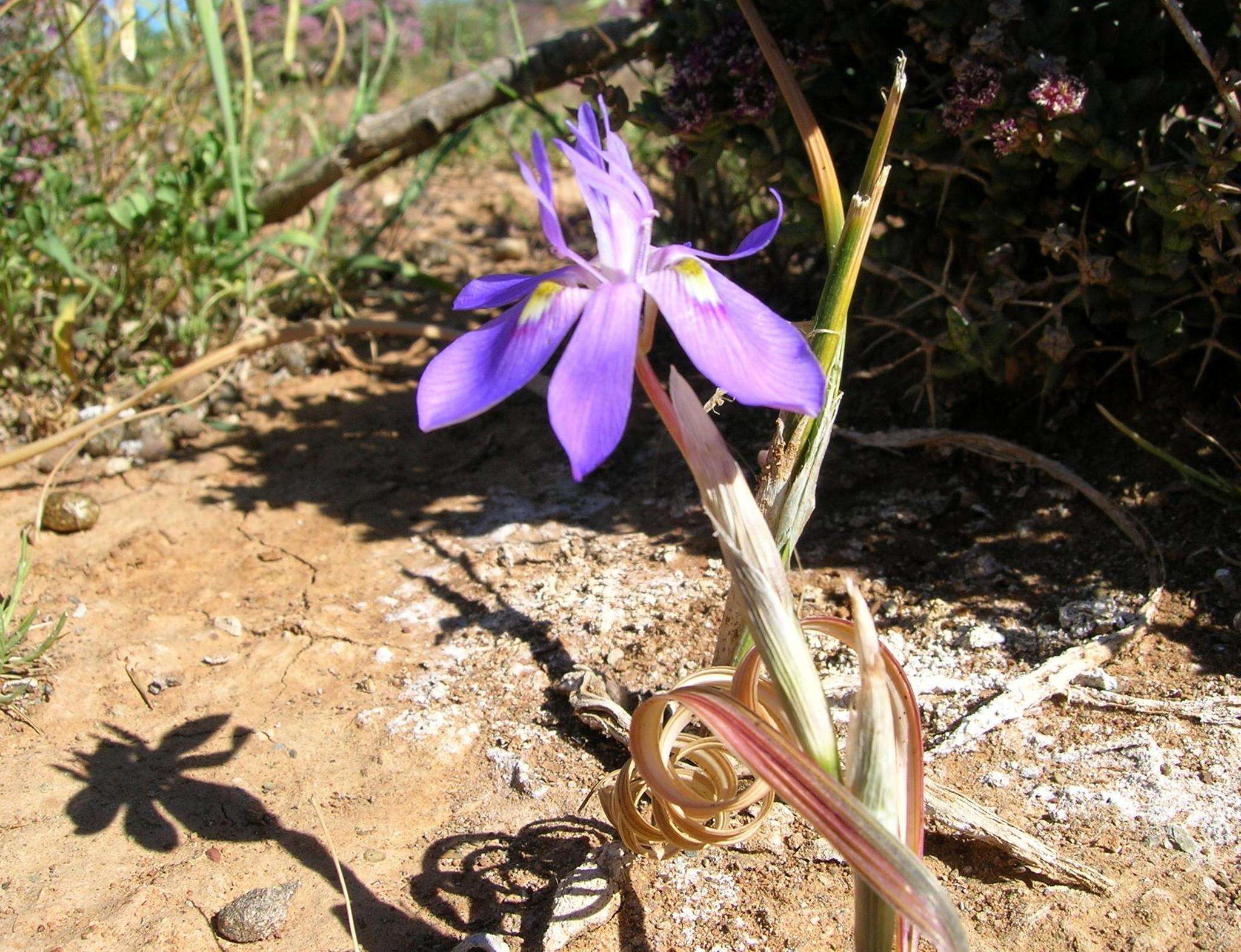 Image of Moraea pritzeliana Diels