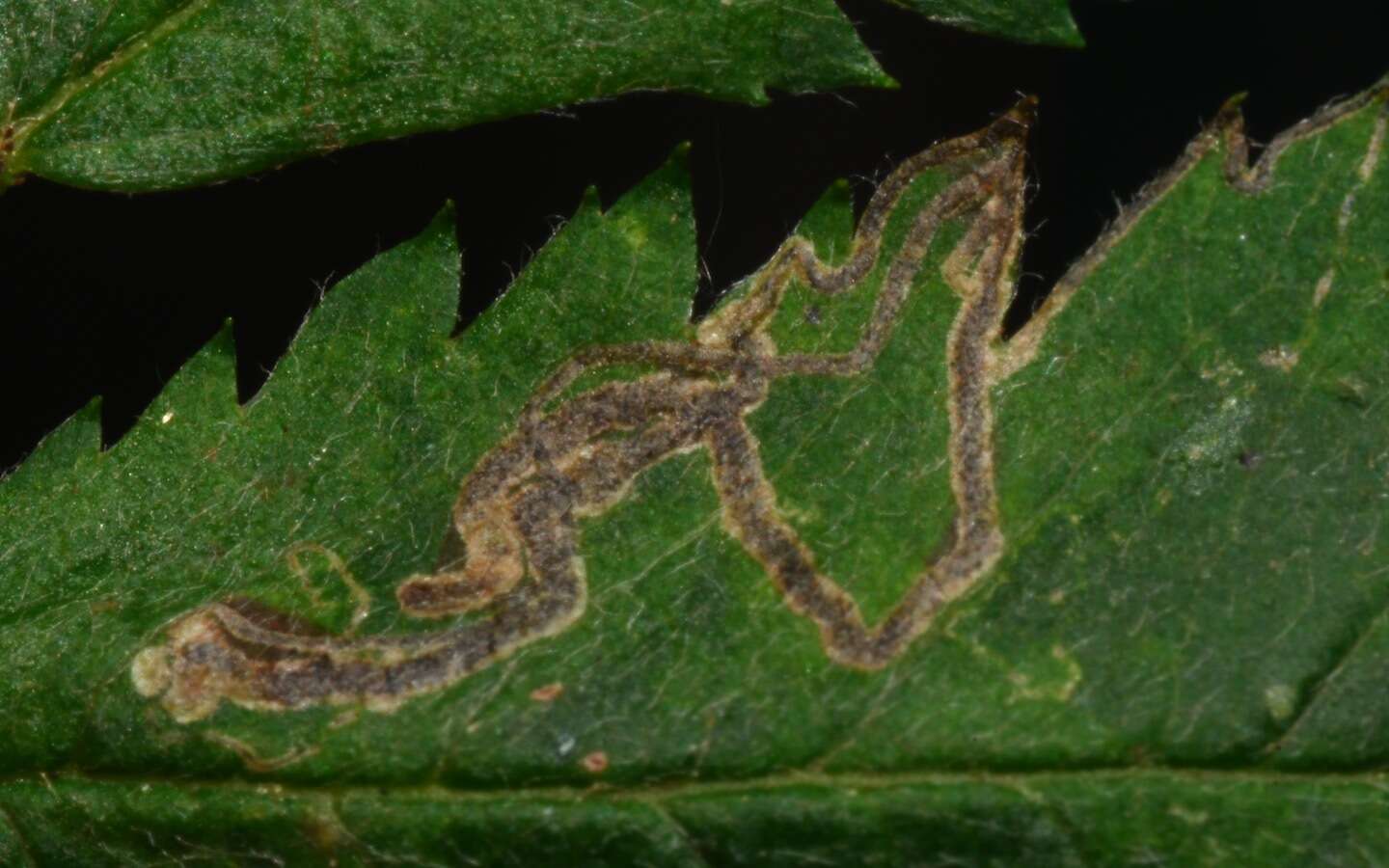 Image of Stigmella nylandriella (Tengström 1848) Beirne 1945