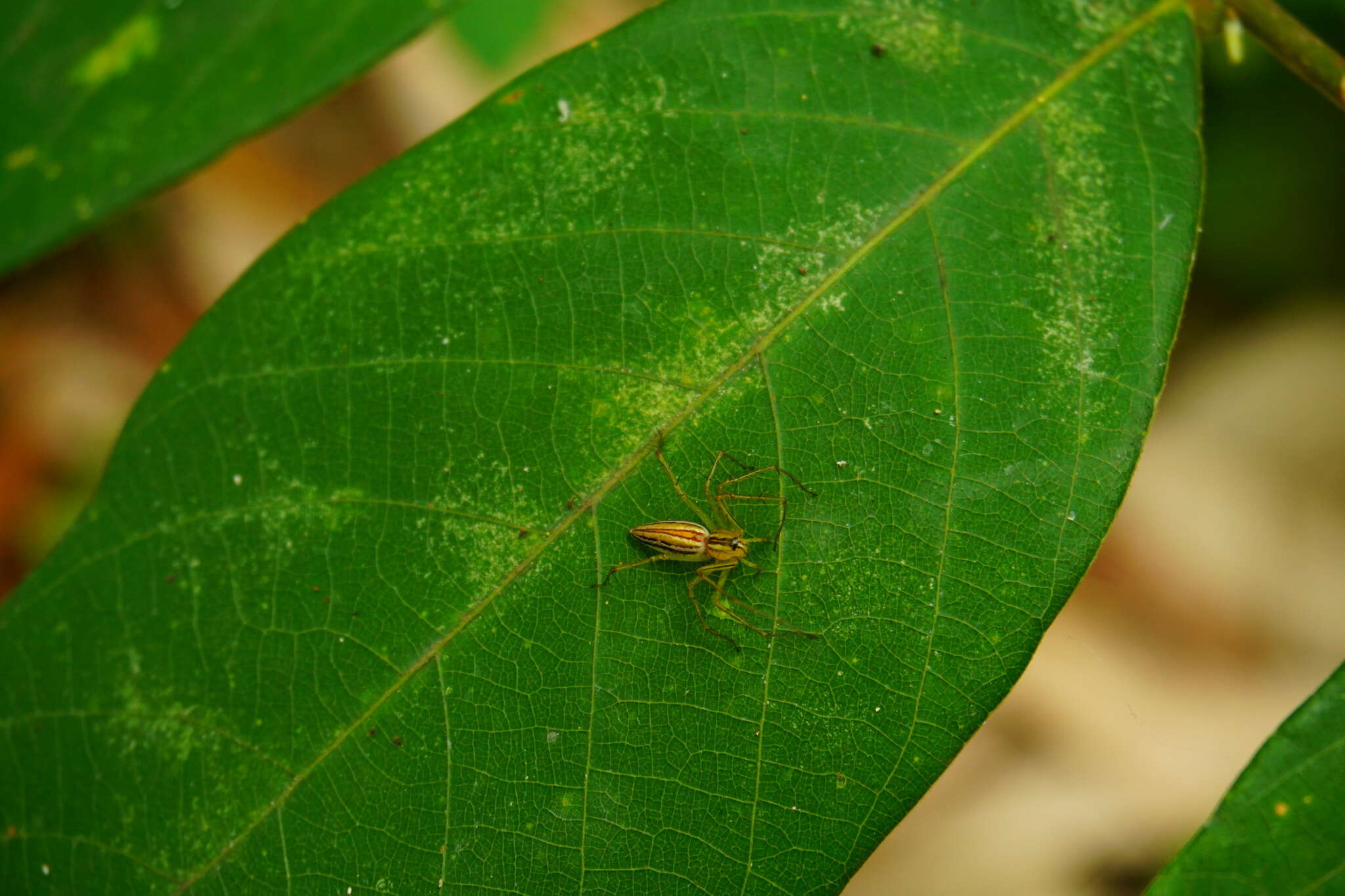 Image of Oxyopes macilentus L. Koch 1878