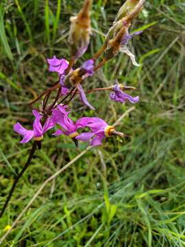 Plancia ëd Dodecatheon pulchellum subsp. macrocarpum (A. Gray) Taylor & Mac Bryde