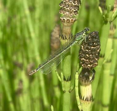 Image of Norfolk Damselfly