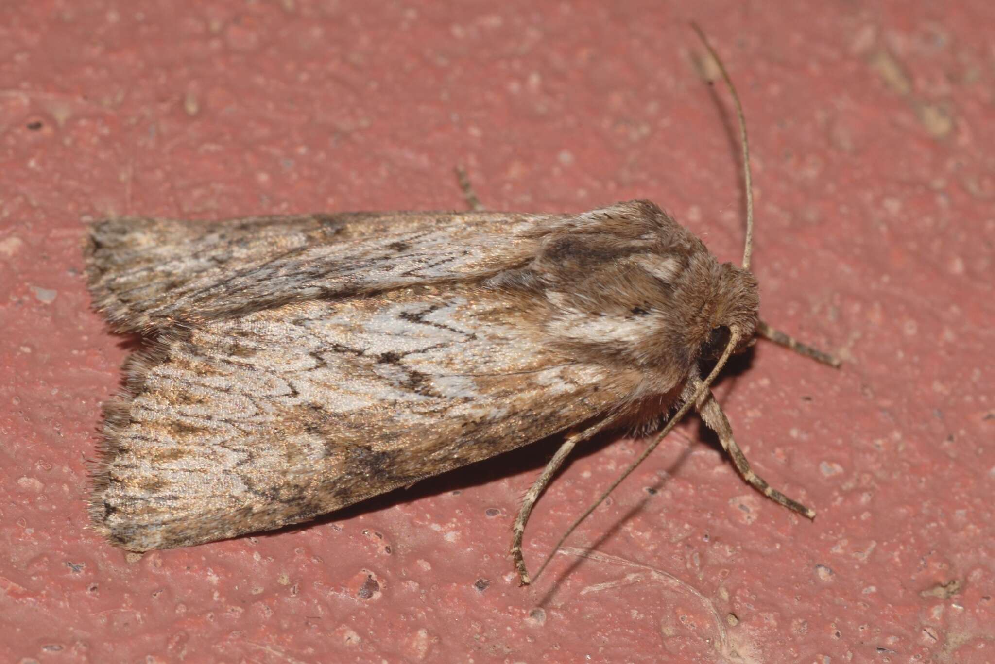 Image of feathered brindle