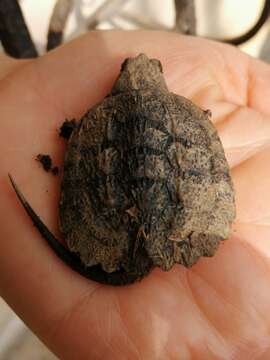 Image of South American snapping turtle