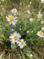 Imagem de Rhodanthe anthemoides (Spreng.) P. G. Wilson