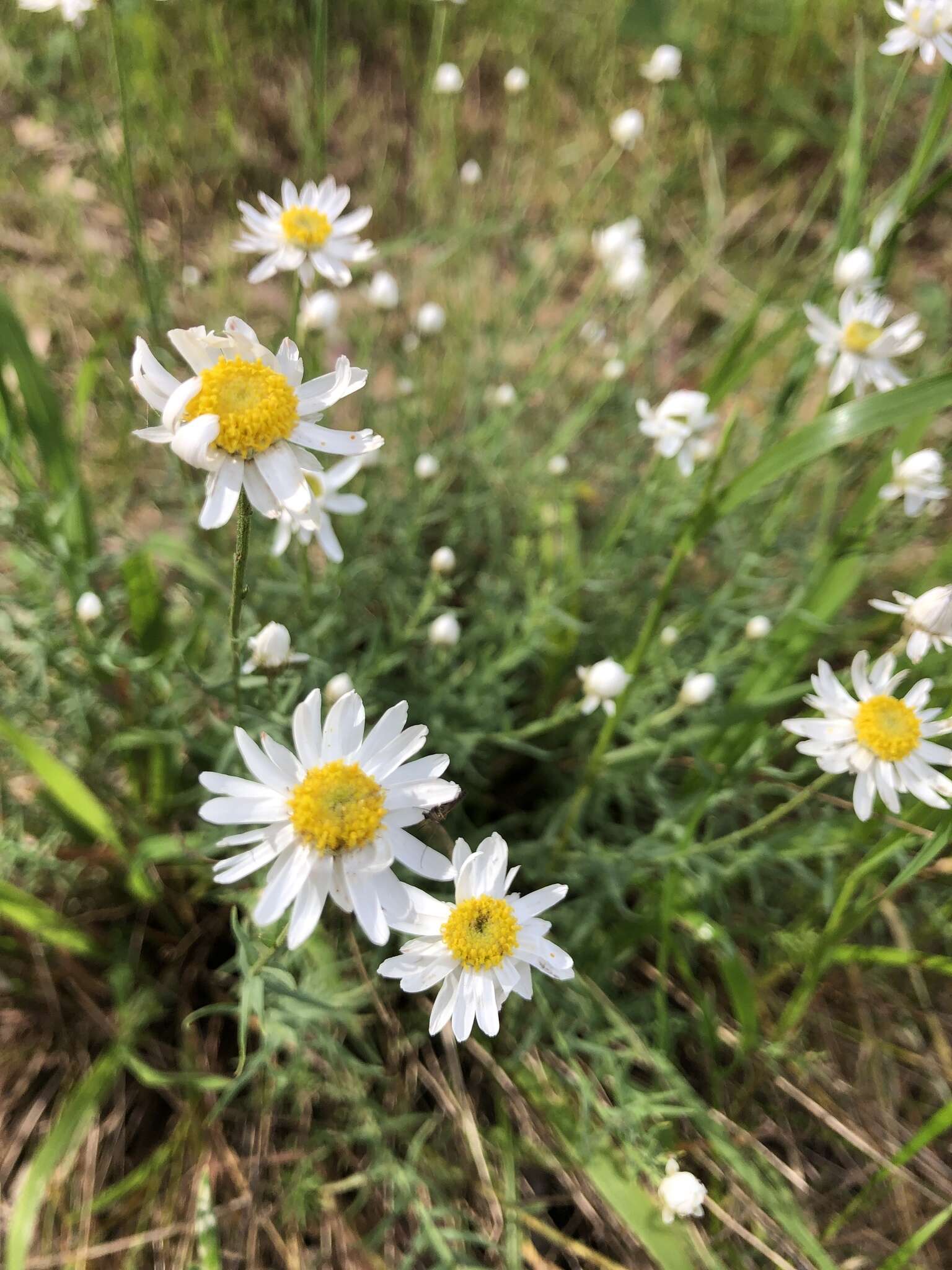 Image of Rhodanthe anthemoides (Spreng.) P. G. Wilson