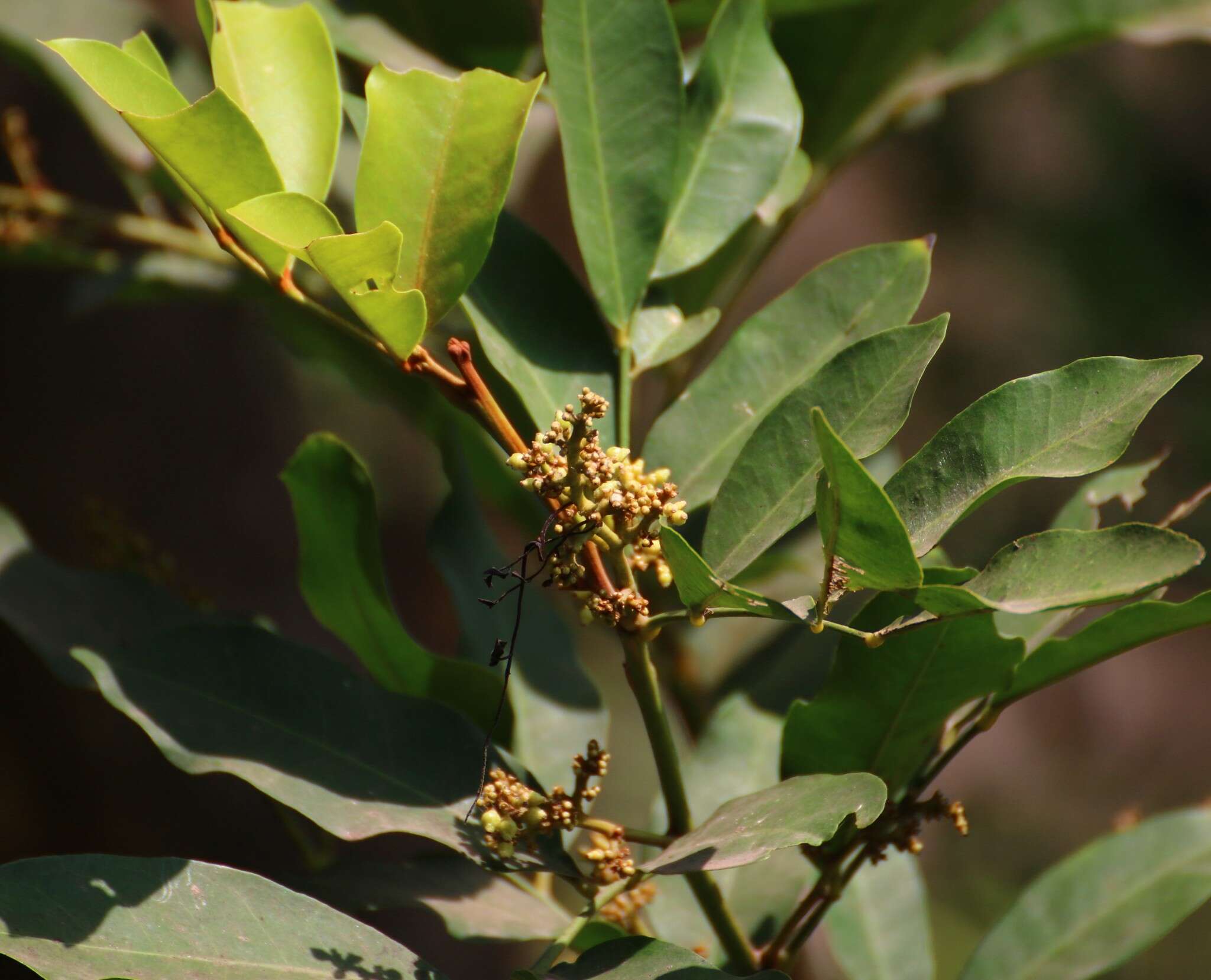 Image of Glycosmis pentaphylla (Retz.) Correa