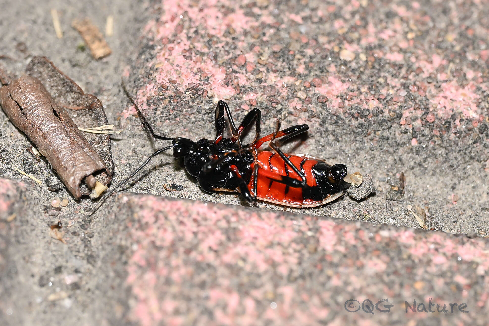 Image of Ectrychotes andreae (Thunberg 1784)