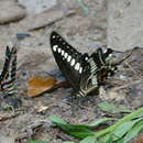 Papilio lormieri Distant 1874 resmi