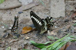 Image of Papilio lormieri Distant 1874