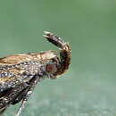 Image of Knapweed seedhead moth