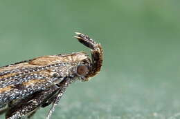 Image of Knapweed seedhead moth