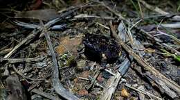 Image of Martin's Toadlet