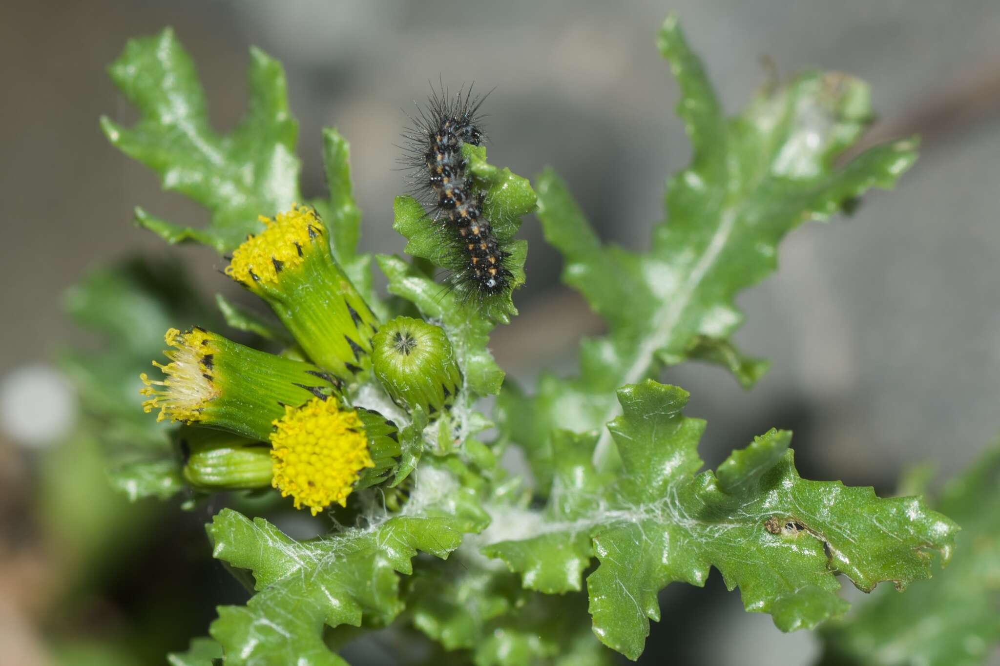 Image of <i>Nyctemera annulata</i>