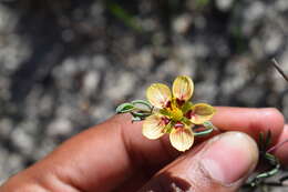 Sivun Roepera spinosa (L.) Beier & Thulin kuva