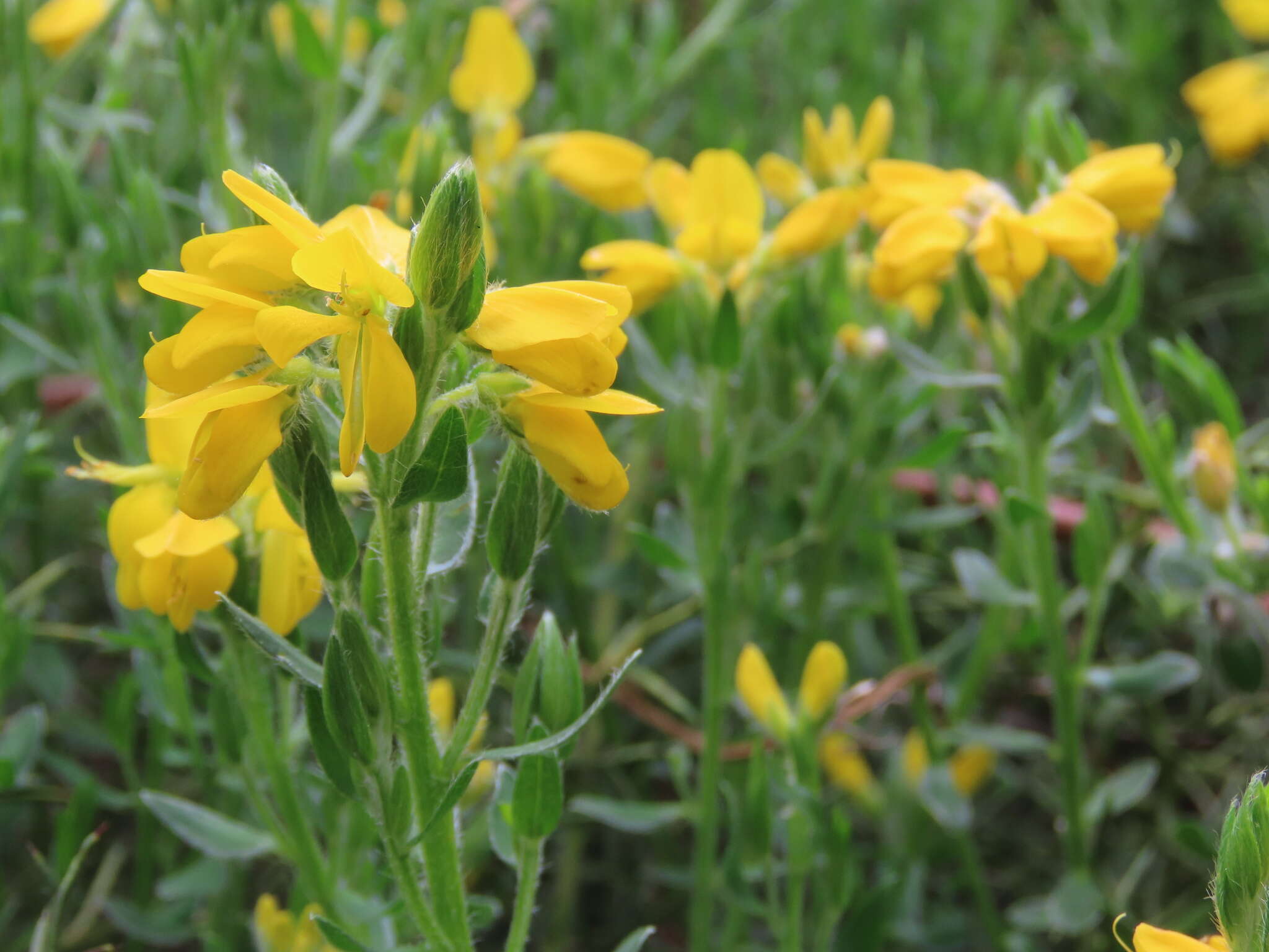 Image of Genista hispanica subsp. occidentalis Rouy