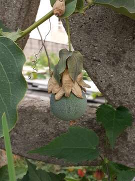 Image de Passiflora actinia Hook.