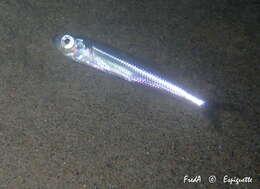 Image of Mediterranean sand smelt