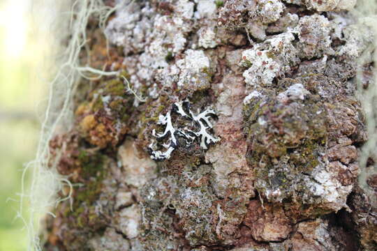 Image of Brownish monk's-hood lichen