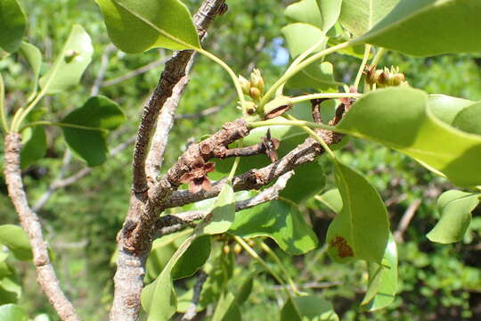 Image of Capurodendron greveanum Aubrév.