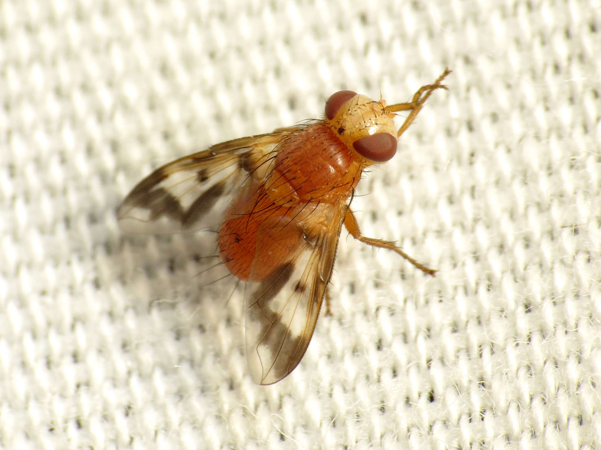 Image of Oestrophasia calva Coquillett 1902