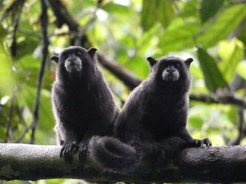 Image of Black-mantled tamarin