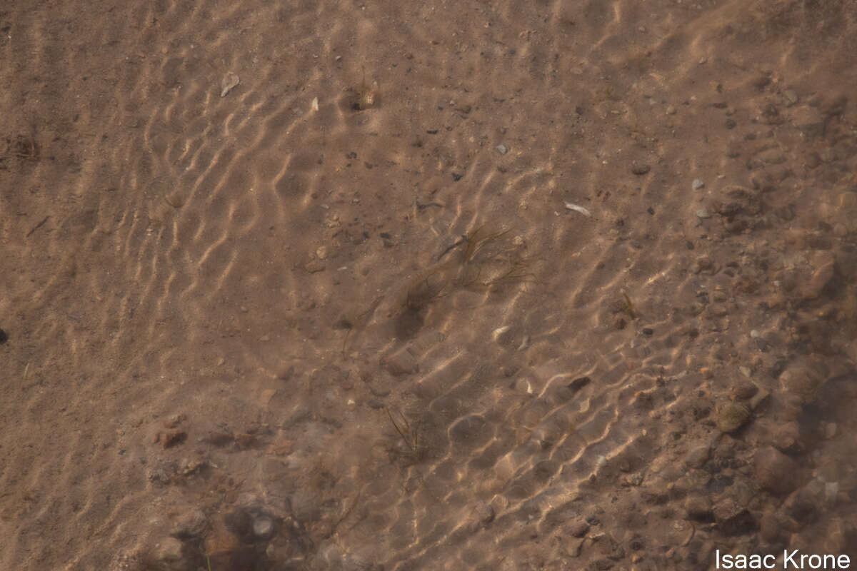 Image of Northern plains killifish