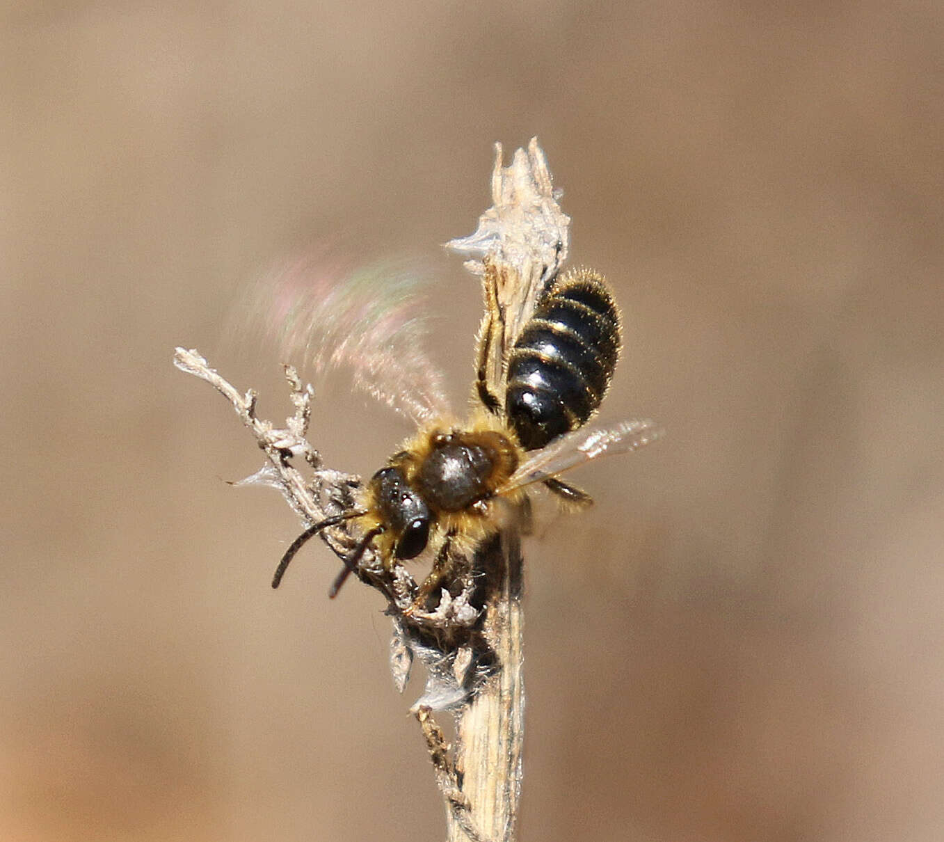Image of Miserable Andrena