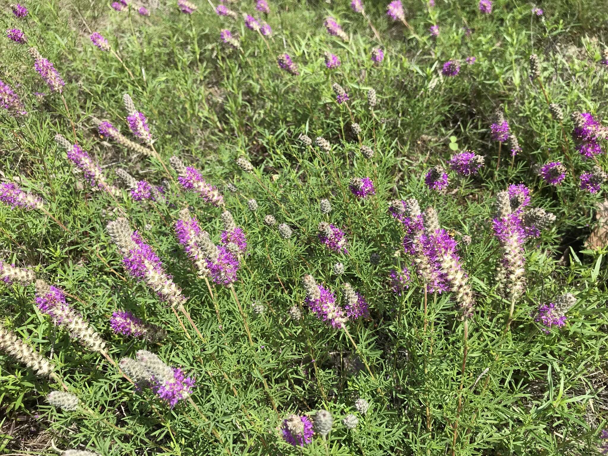 Plancia ëd Dalea gattingeri (A. Heller) Barneby