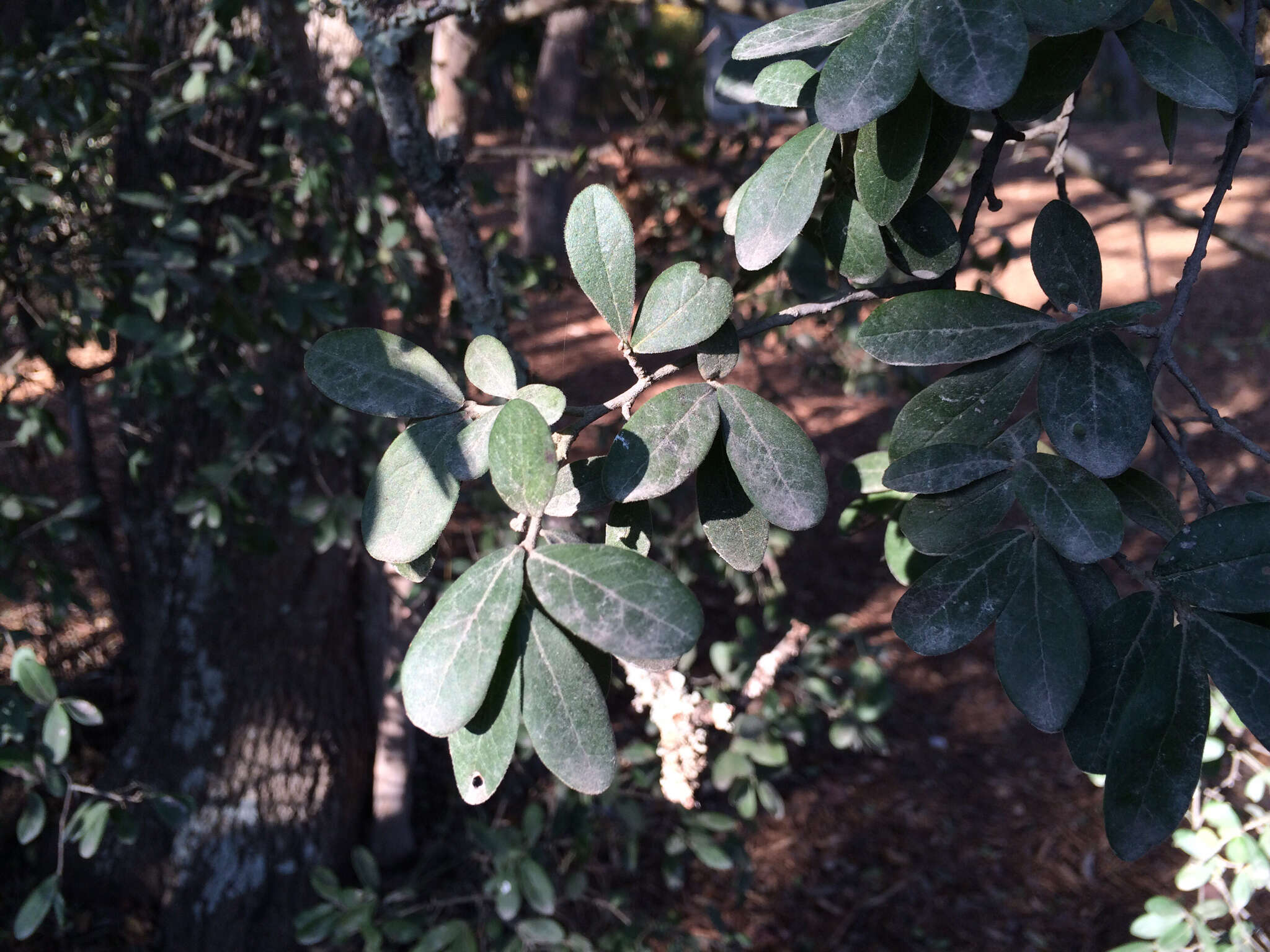 Image de Diospyros texana Scheele