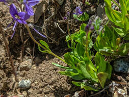 Image de Veronica cusickii A. Gray