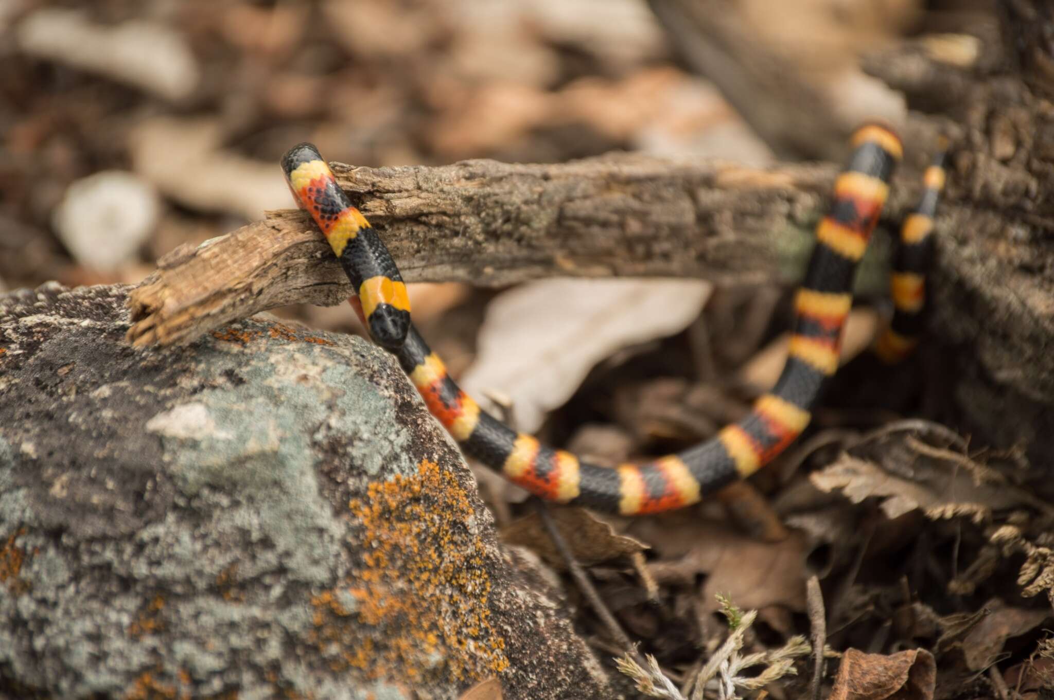 Image of Oaxacan Coral Snake