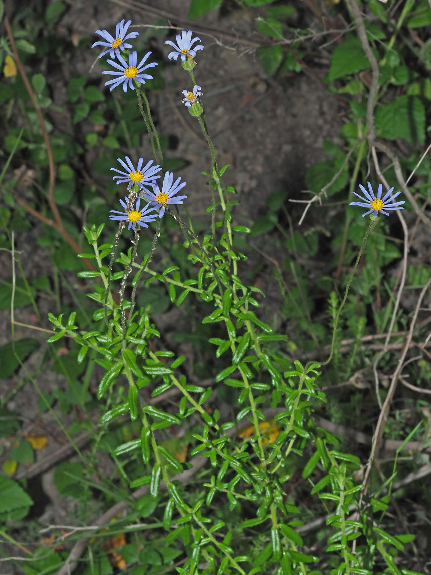 Imagem de Felicia aethiopica subsp. ecklonis (Lees.) Grau