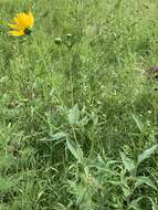 Image of cheerful sunflower