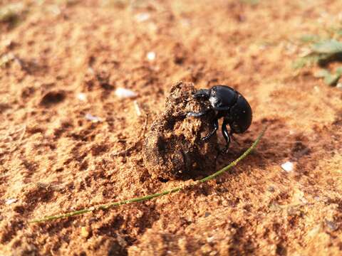 Слика од Chelotrupes