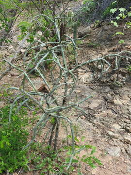 Cylindropuntia thurberi subsp. thurberi resmi