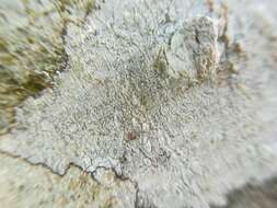 Sivun Fissurina columbina (Tuck.) Staiger kuva