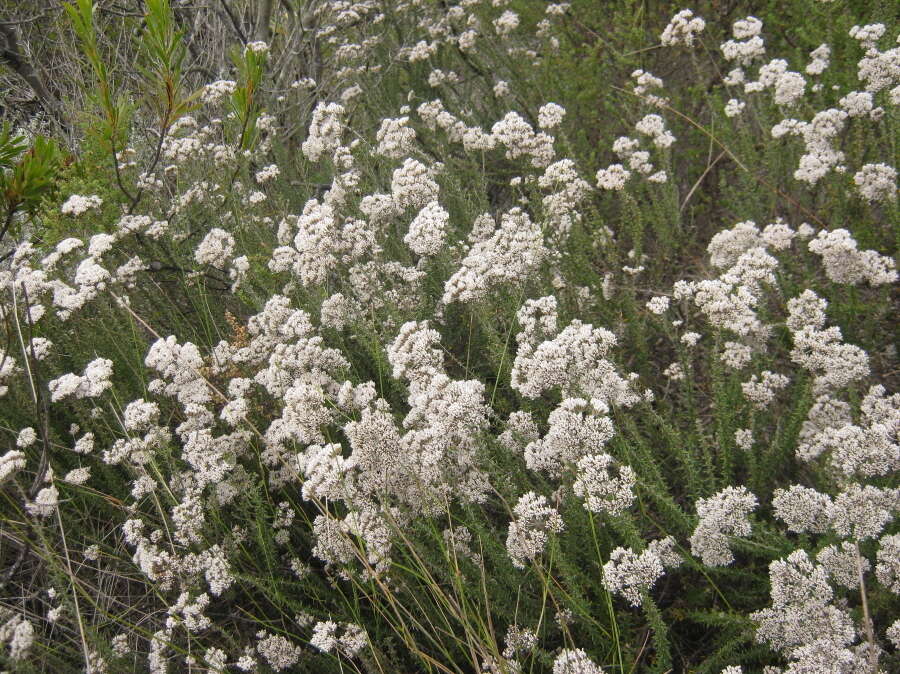 Image of Strandveld Blombush