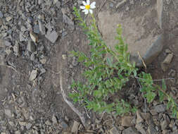 Image of Olympic Mountain aster