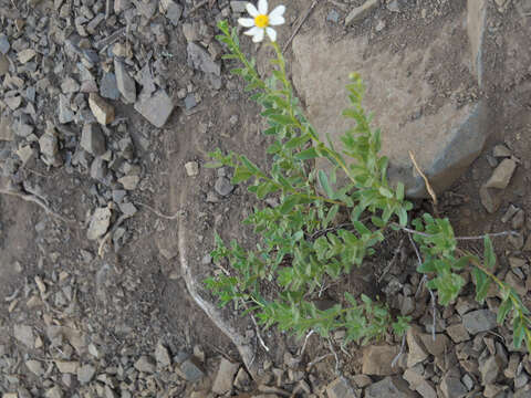 Image of Olympic Mountain aster