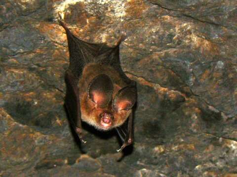 Image of Fulvus Leaf-nosed Bat