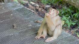 Image of Pig-Tail Macaque