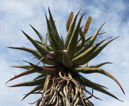 Image of Cape aloe