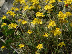 Imagem de Helianthemum canum (L.) Baumg.