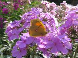 Image of Colias myrmidone (Esper 1781)