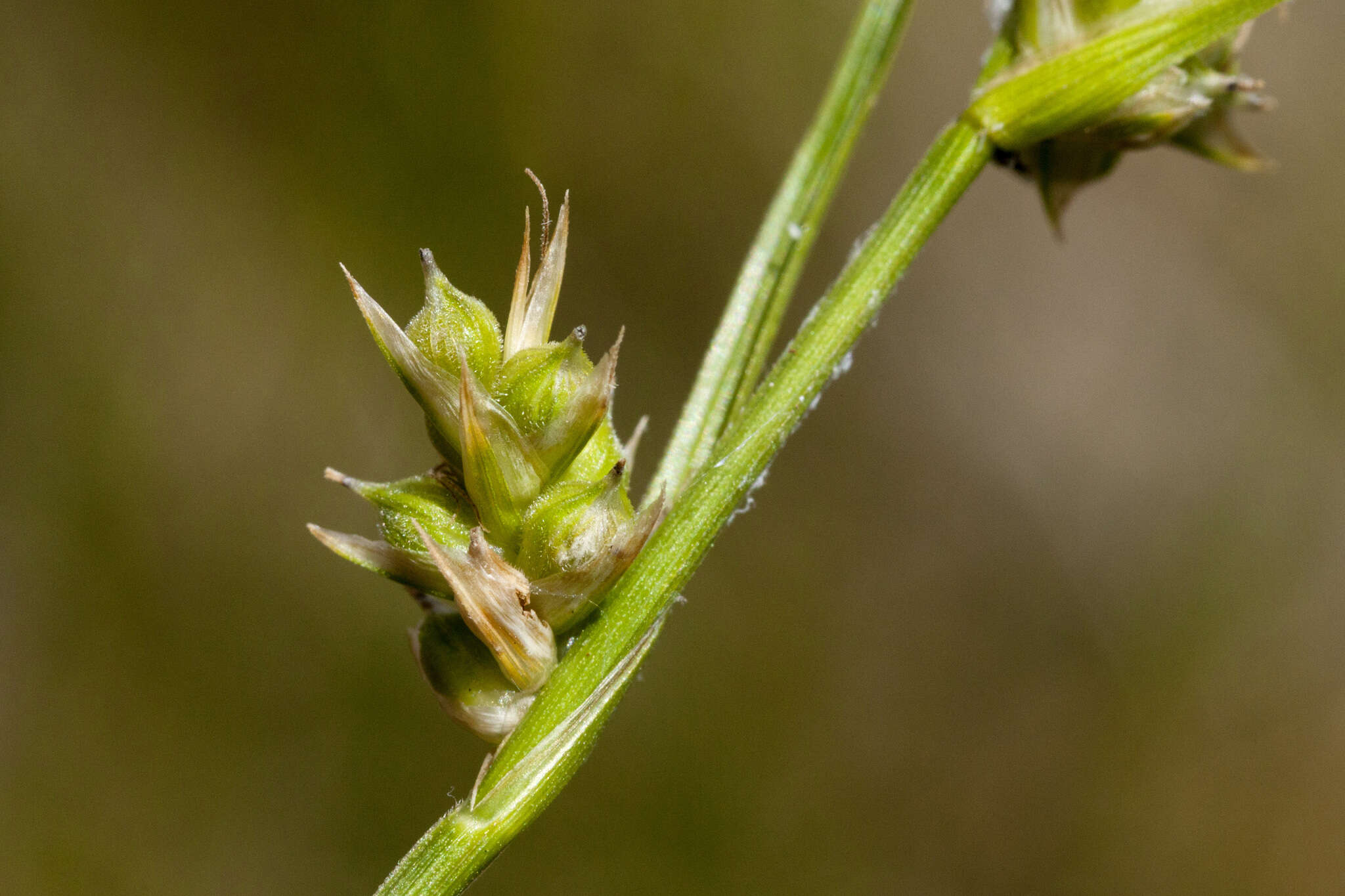 Image of Turban Sedge