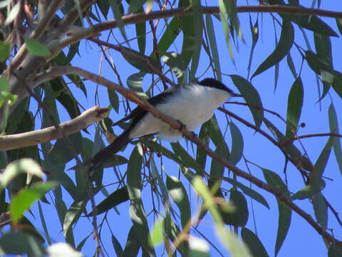 Image of Restless Flycatcher