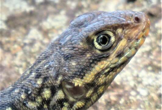 Image of Tropidurus oreadicus Rodrigues 1987