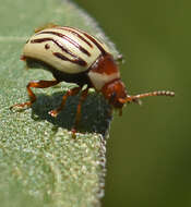 Image of Sunflower Beetle