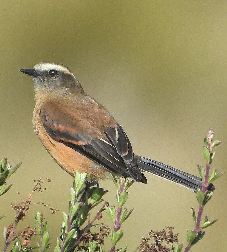 Image of Brown-backed Chat-Tyrant